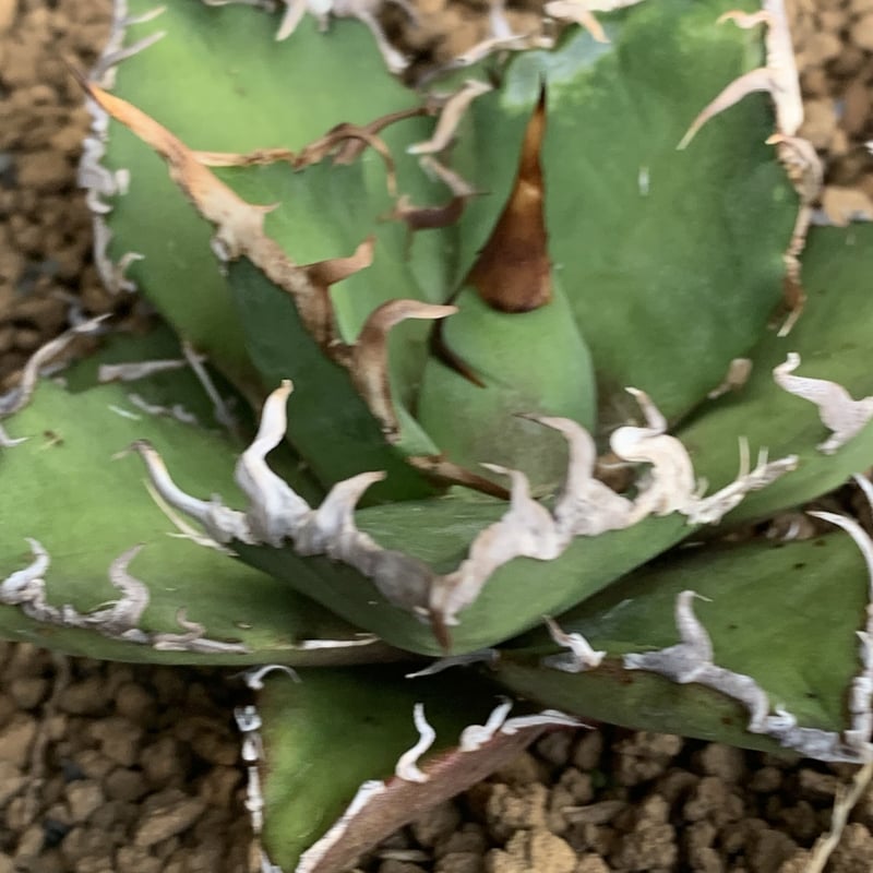 agave titanota アガベ チタノタ シーザー ② | Strange plants...