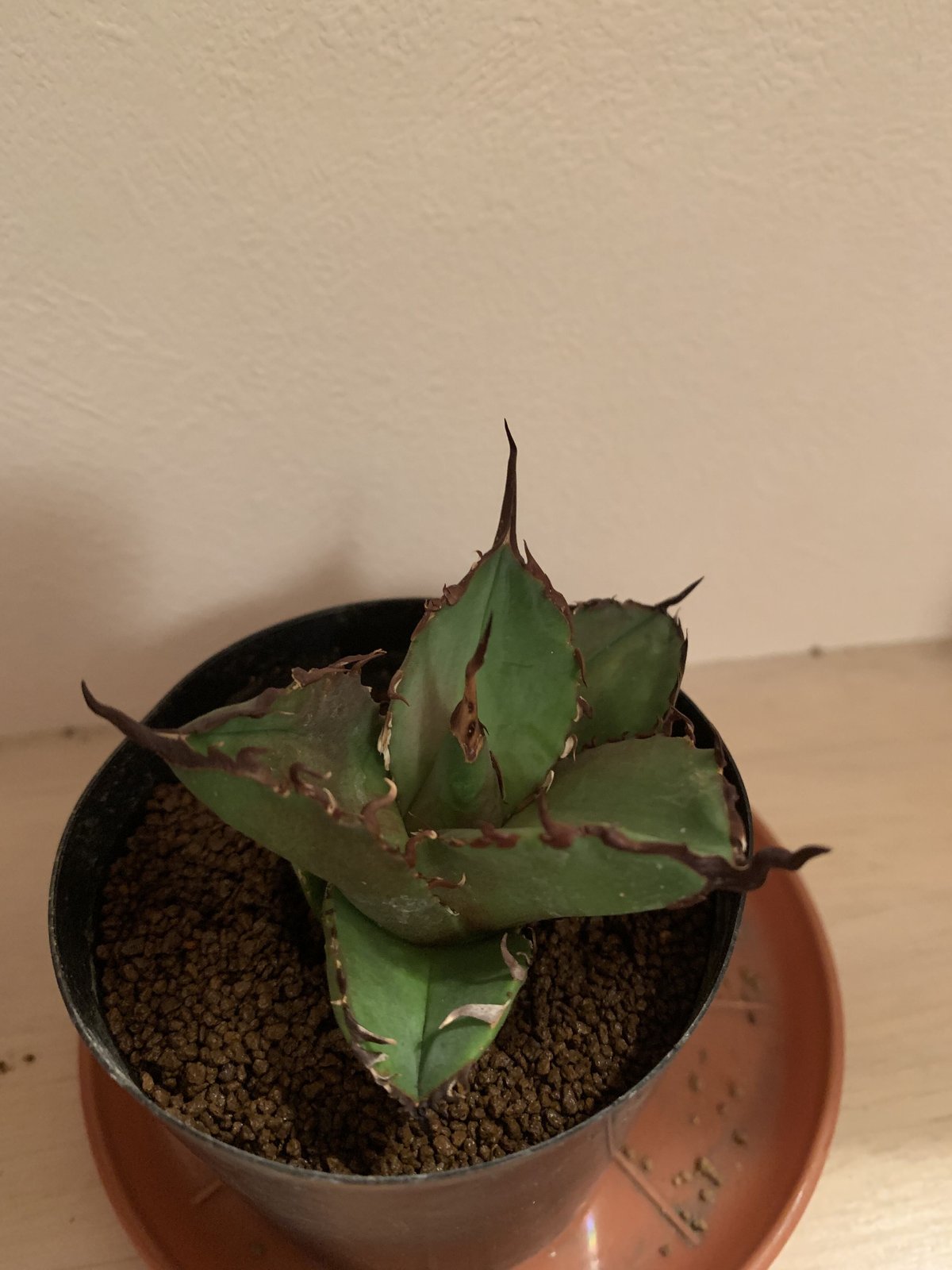 agave titanota アガベ　チタノタ　大鋼牙⑥