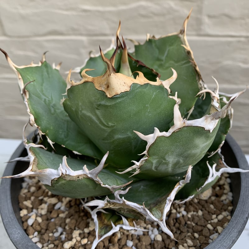 agave titanota アガベ チタノタ 金鯨 | Strange plants mar...
