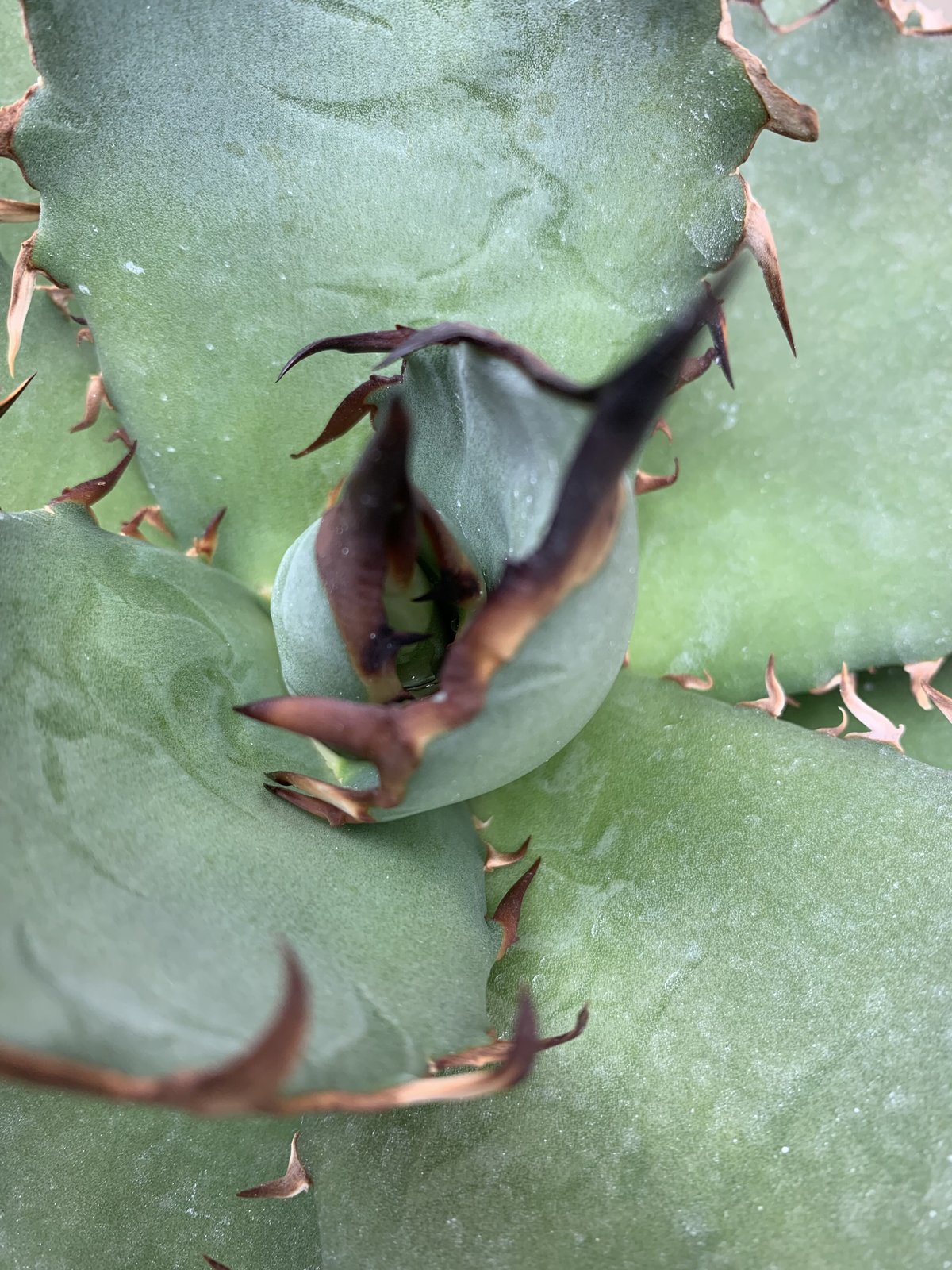 agave titanota アガベ チタノタ no name | Strange plant