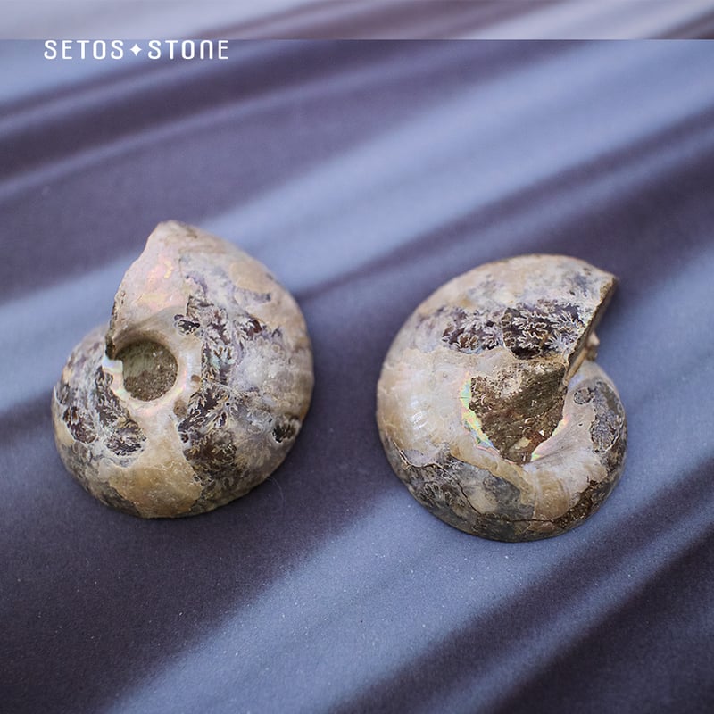 アンモナイト化石標本【天然石】2つセット | setos-stone アンモナイト化石標本【天然石】2つセット | setos-stone