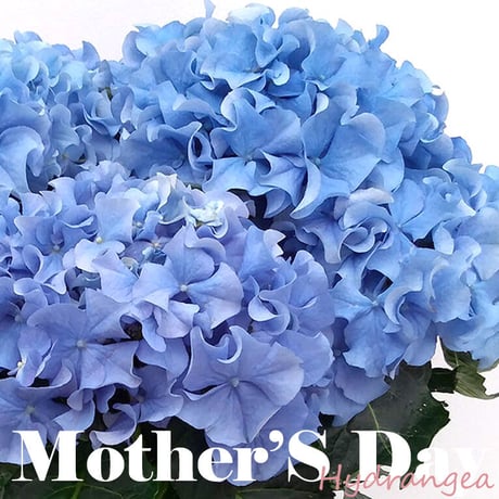【母の日フラワーギフト】紫陽花（あじさい）ブルー系・4寸｜送料込