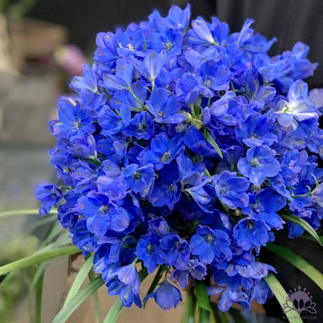 【花束・ブーケ】青い花のブーケ