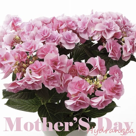 【母の日フラワーギフト】紫陽花（あじさい）ピンク系・4寸｜送料込