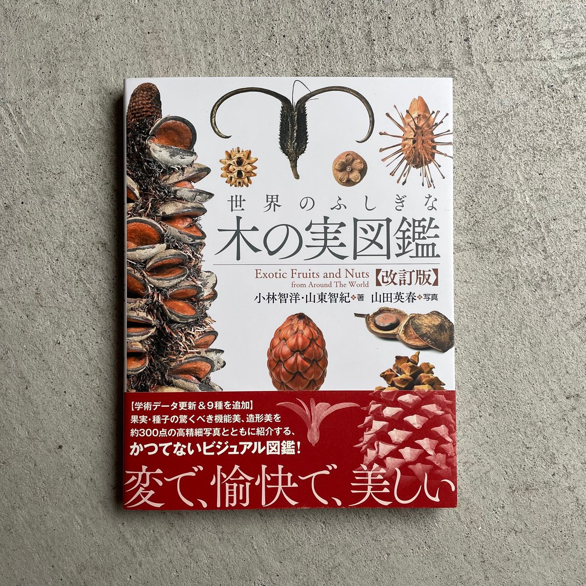 石川県版　山菜・木の実ガイドブック 山菜・木の実 解説・写真：武田良平（小学館） | 古書店うみつばめ