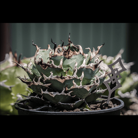 plants tag