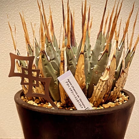 plants tag