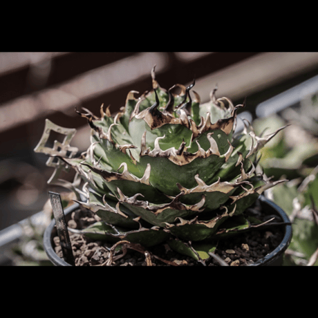plants tag