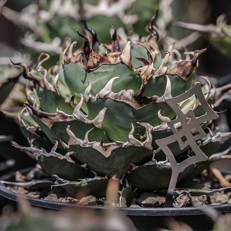 plants tag