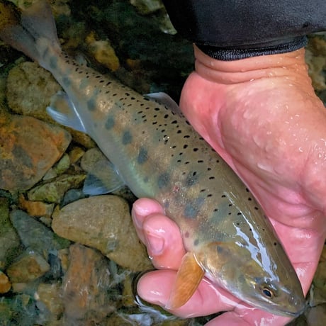 EFRICA FISHING  COMMUNITY参加権（随時受付）
