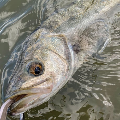 EFRICA FISHING  COMMUNITY参加権（随時受付）