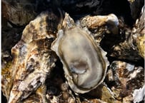 【日本石花】ガキ大将ブランド厳選！新鮮殻付き生牡蠣 5キロ