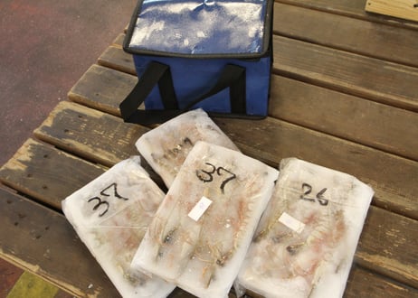 こだわり海老セット （容量:海老2種（各200g×２））[坪倉水産]