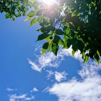 木漏れ日の壁紙