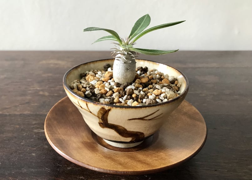 お茶碗パキポ 白花恵比寿笑い | kogosei お茶碗パキポ 白花恵比寿笑い | kogosei