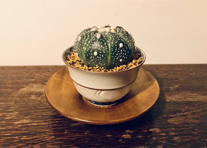 お茶碗サボテン アストロフィツム兜丸 | kogosei