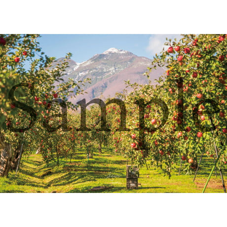 美しい青森©︎ポストカード「岩木山とりんご園」