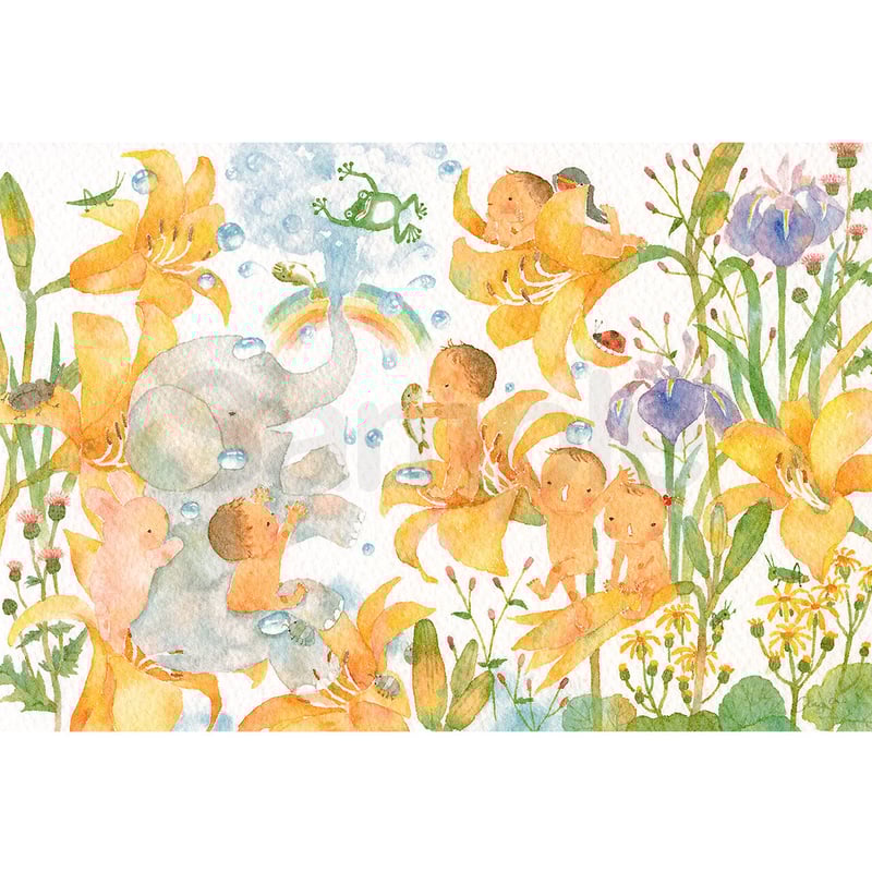 水彩紙のポストカード はだかんぼ／ニッコウキスゲ P-0368 | こばやし