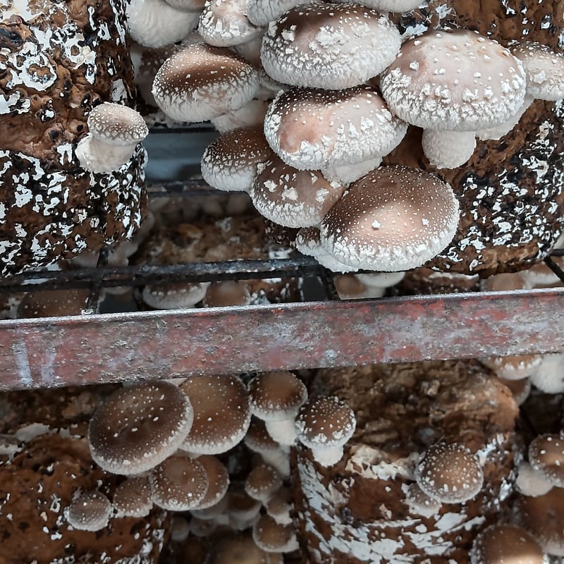 贈答用 椎茸1kg | ファーム大畑オンラインストア