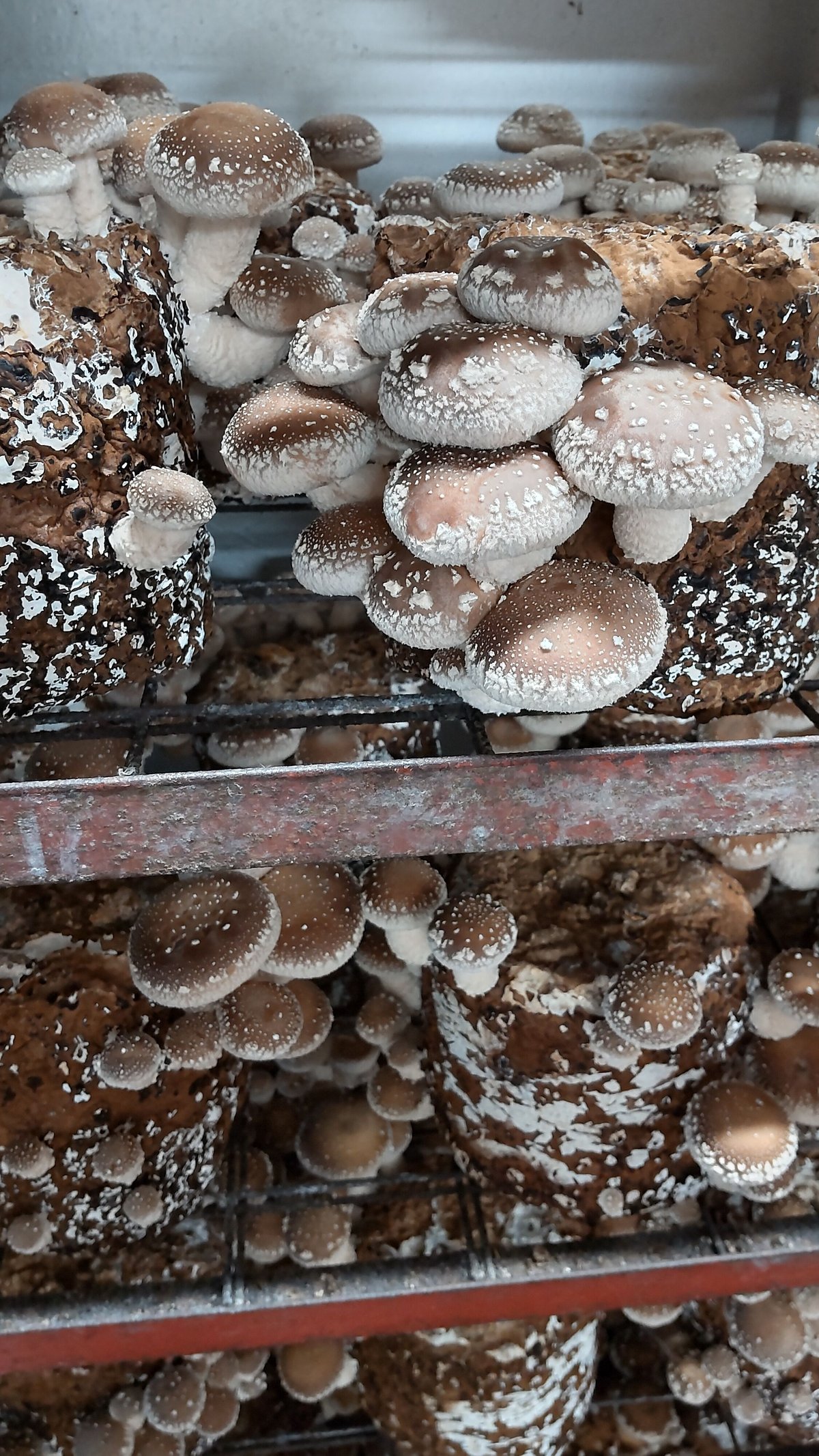 贈答用 椎茸1kg | ファーム大畑オンラインストア