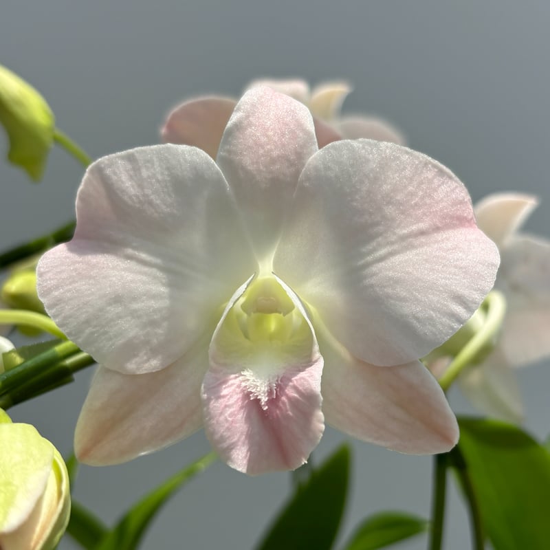 糸島市産》デンファレ 7本立ち | 和饗エコファーム