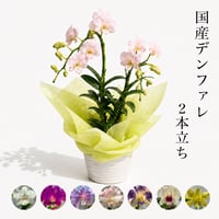 糸島市産デンファレ｜2本立ち