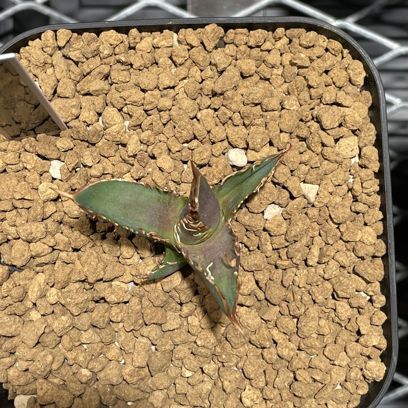 Agave titanota'Red Catweezle/ゴリ猫' | Agave store Agave titanota'Red Catweezle/ゴリ猫' | Agave store