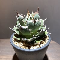 Agave titanota 'fo76'