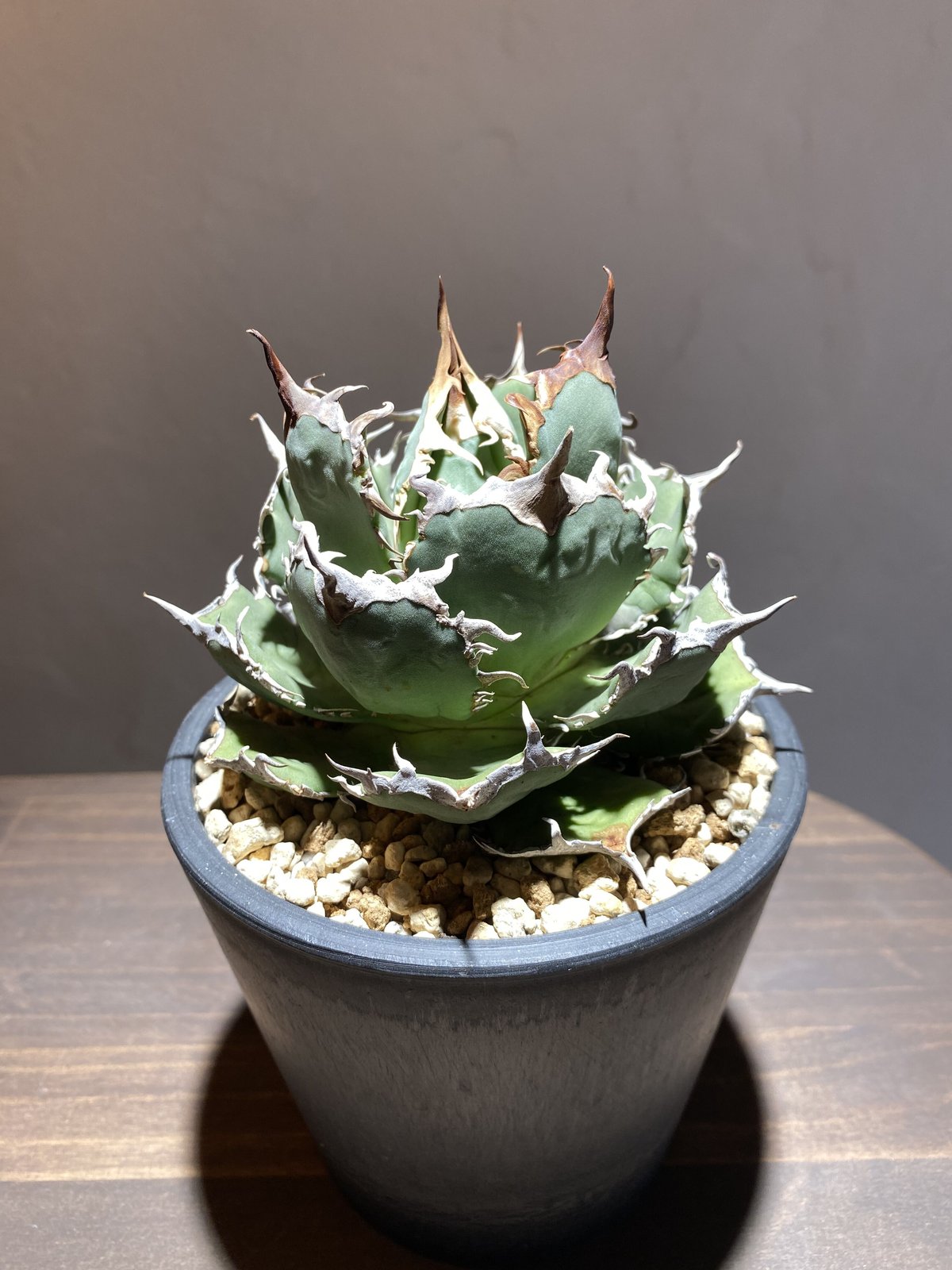 Agave titanota 'fo76' | Agave store Sankyo Agave titanota 'fo76' | Agave store Sankyo
