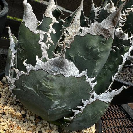 悪魔くん | STORES