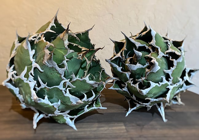 アガベの油彩画 約500cm x400cm アガベの油彩画 約500cm x400cm アガベの油彩画 約500cm x400cm Art Frame