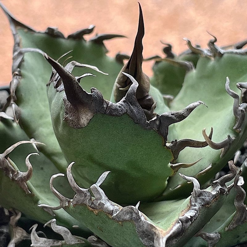 人気特価激安 Agave titanota'sharksoui'(fo76Special) Agave | アガベ