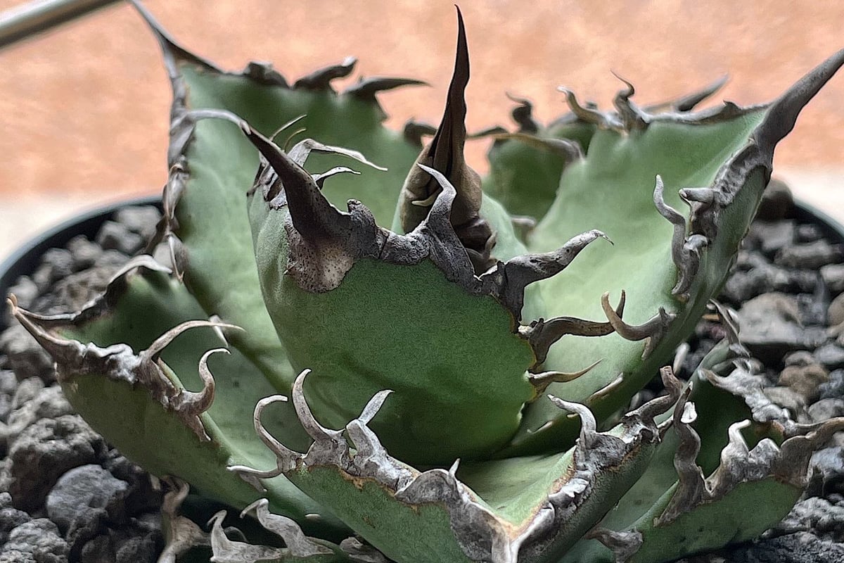 agave titanota sharksoui アガベチタノタ 極美株①