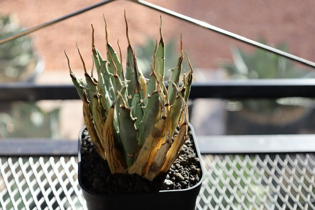 Agave uthaensis var. eborispina | Agave store S