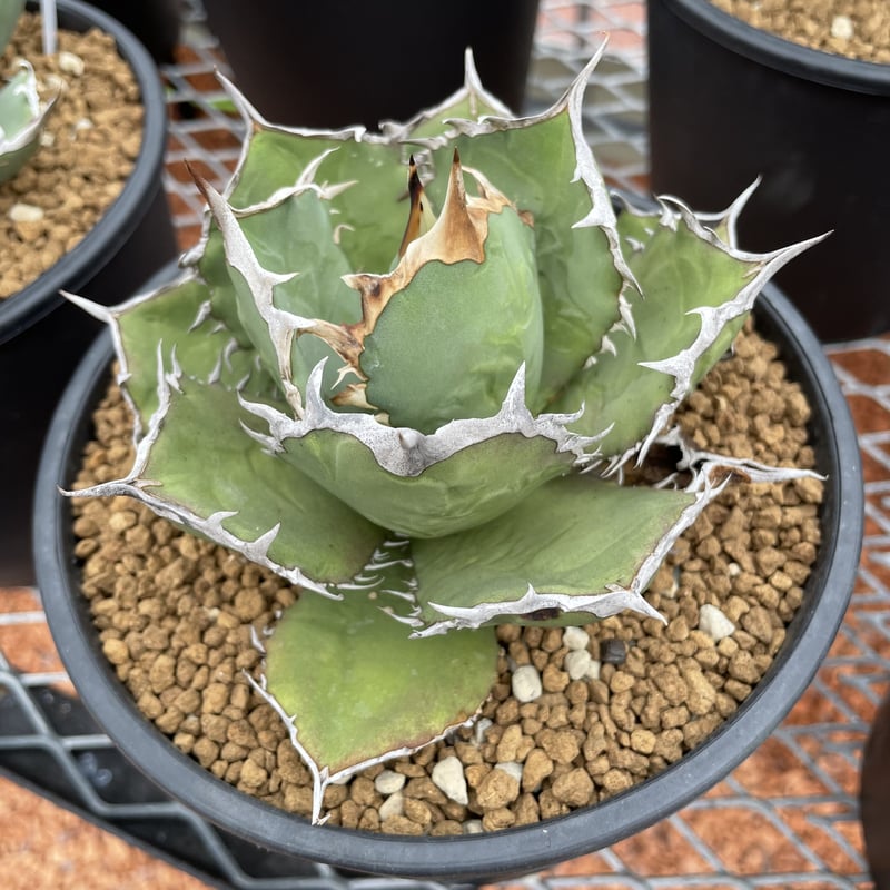 Agave titanota 'Fo-076' | Agave store Sankyo Agave titanota 'Fo-076' | Agave store Sankyo