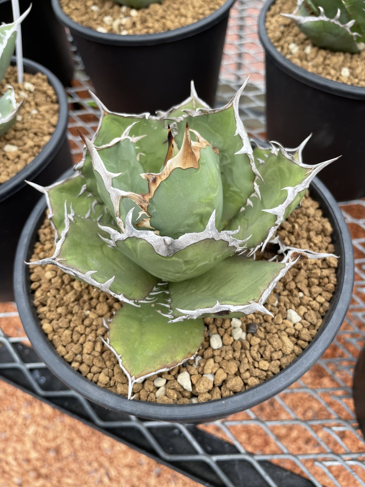 Rin. agave titanotaページ fit=scale-down,w=1200