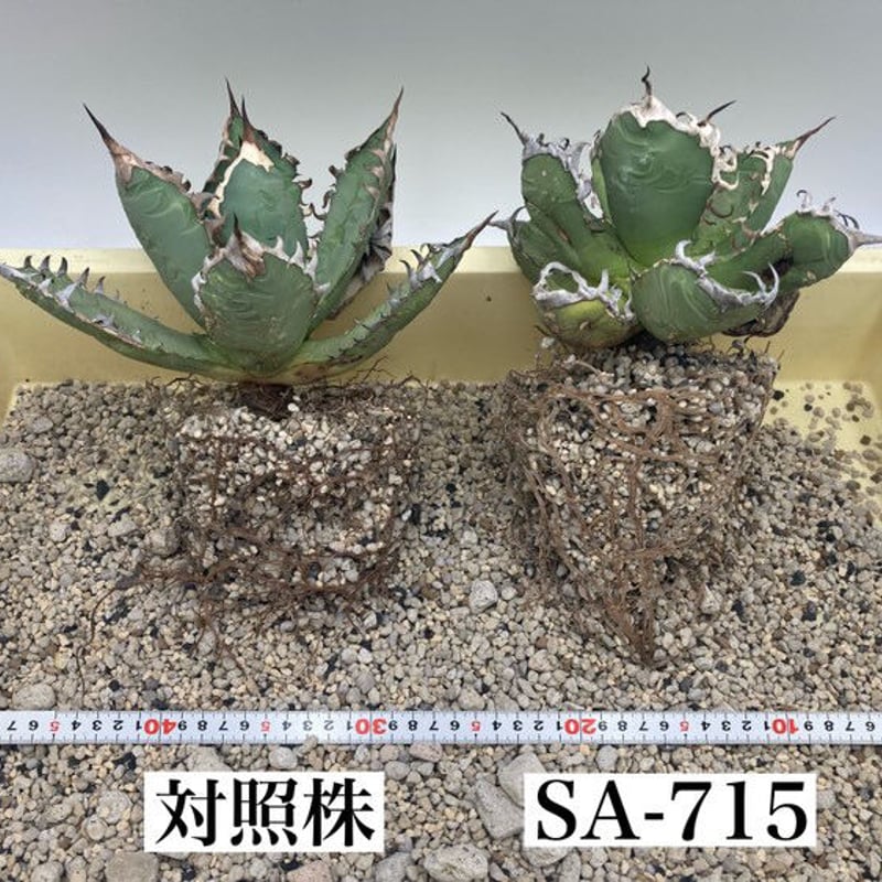 SAオリジナル園芸用土壌改良材(黒ラベル) | Agave store Sankyo SAオリジナル園芸用土壌改良材(黒ラベル) | Agave store Sankyo