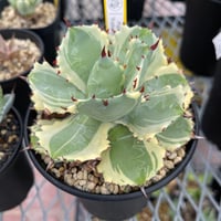 A1-03 Agave isthmensis 'Kabutogani variegata'