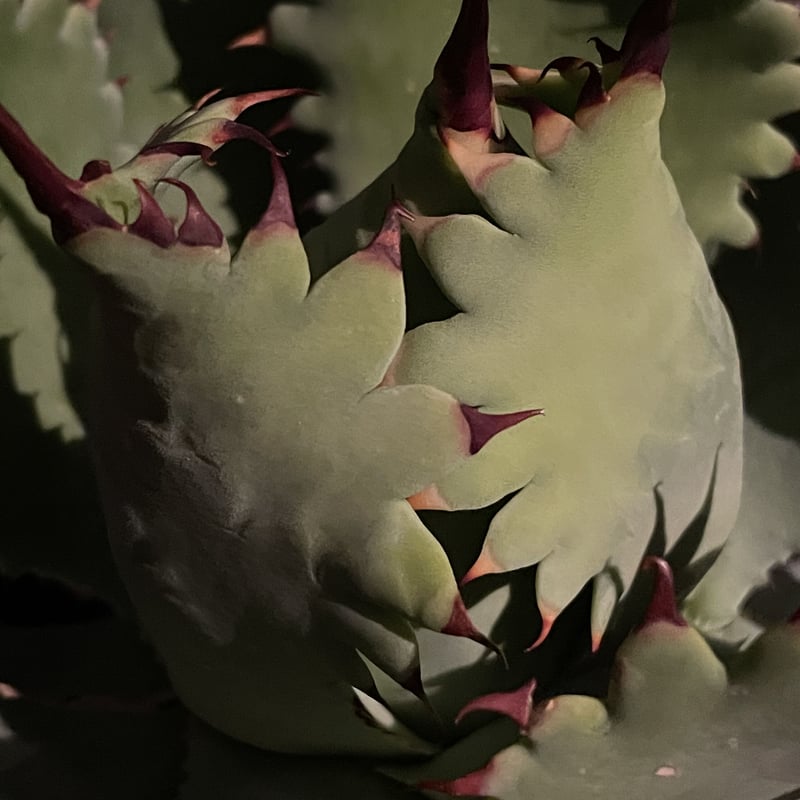 Agave potatorum “spawn” | Agave store Sankyo Agave potatorum “spawn” | Agave store Sankyo