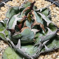 Agave titanota'Red Catweezle/ゴリ猫' | Agave store Agave titanota'Red Catweezle/ゴリ猫' | Agave store