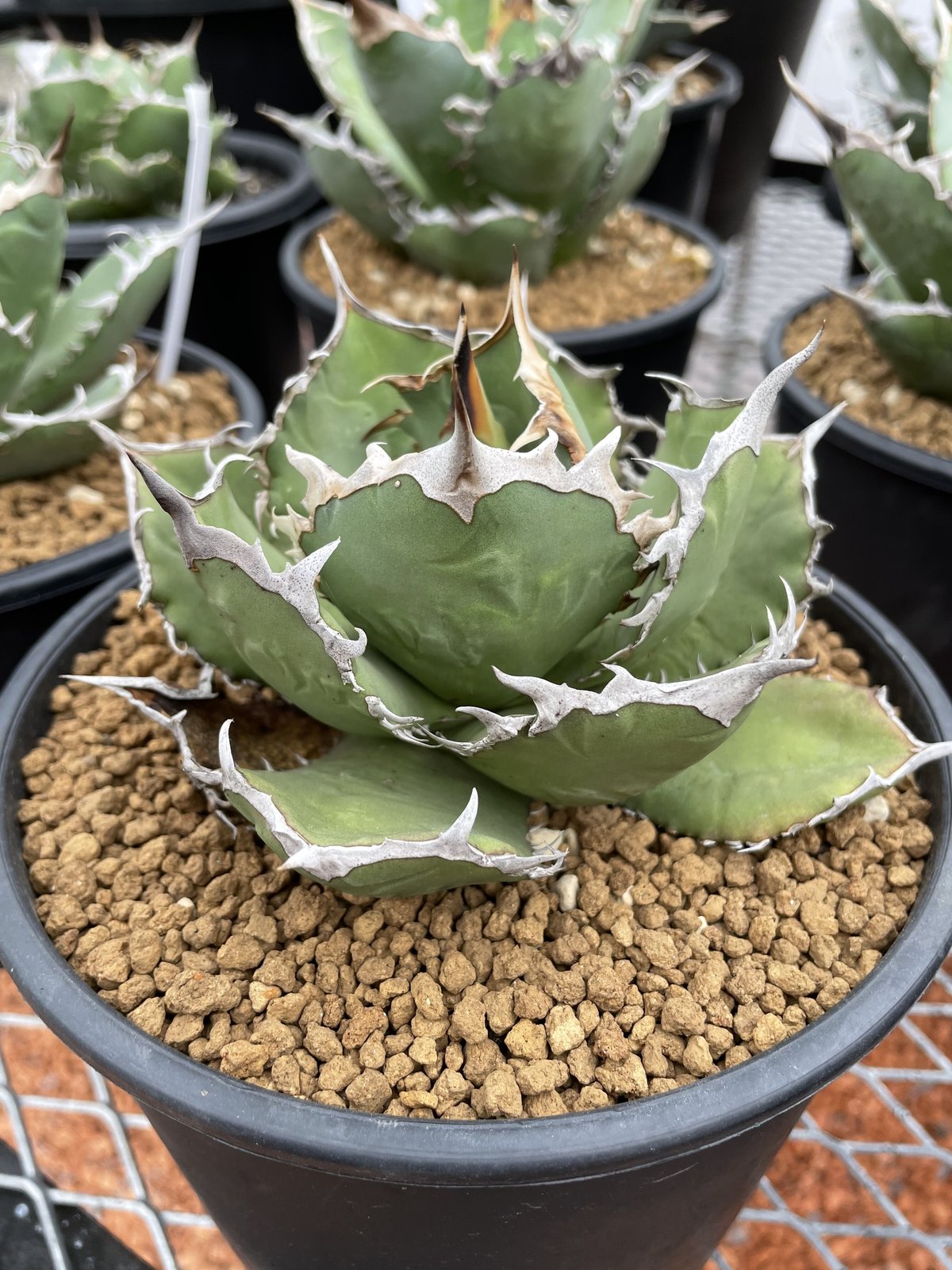 Agave titanota 'Fo-076' | Agave store Sankyo Agave titanota 'Fo-076' | Agave store Sankyo