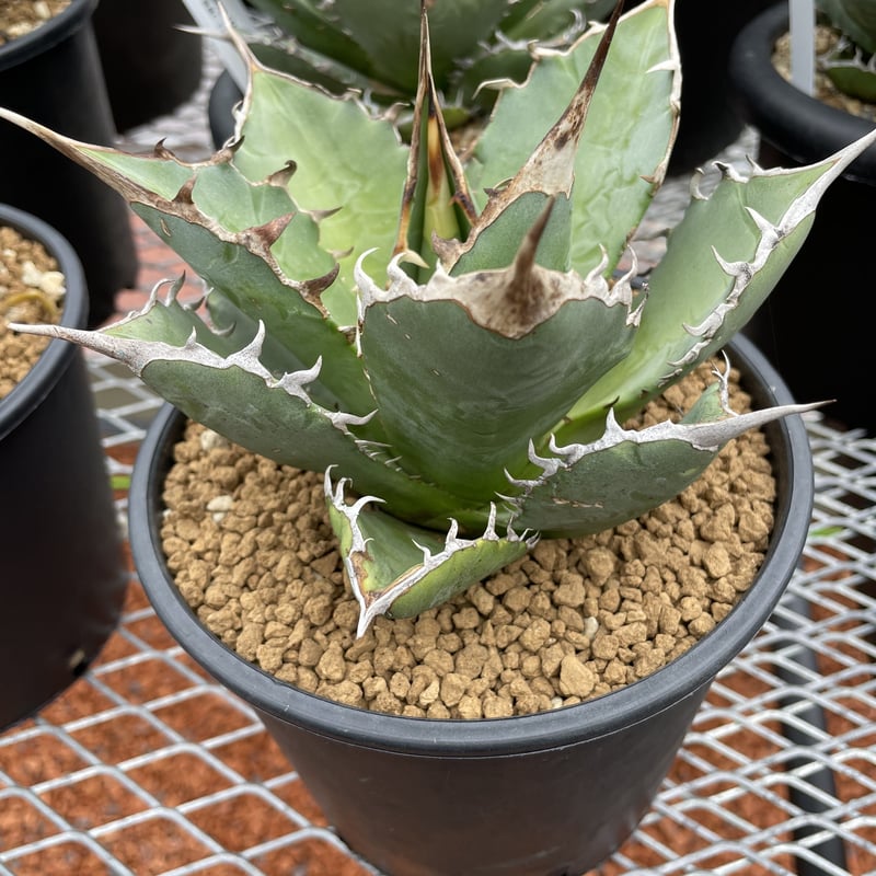 あ*う様 アガベ チタノタ 姫仁王冠 プラステラ105付き あ*う様 アガベ チタノタ 姫仁王冠 プラステラ105付き あ*う様