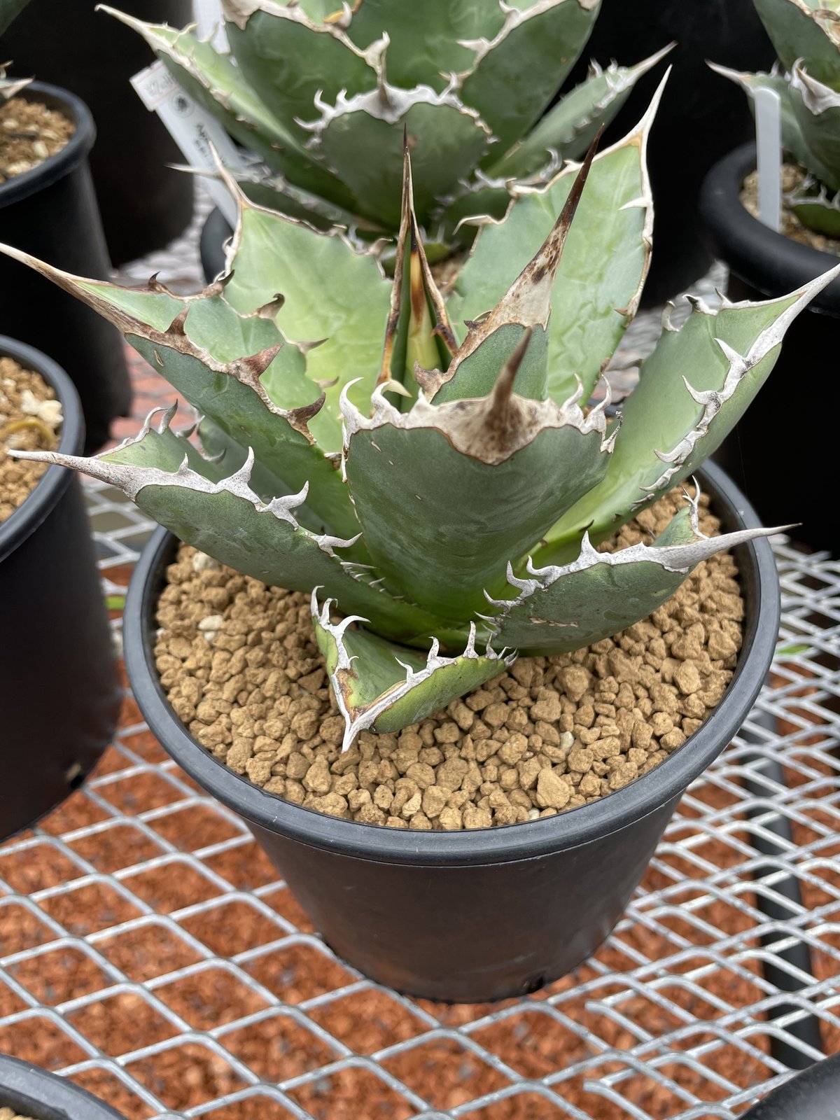 あ*う様 アガベ チタノタ 姫仁王冠 プラステラ105付き ワイルドオヤジ | 【Agave Titanota 
