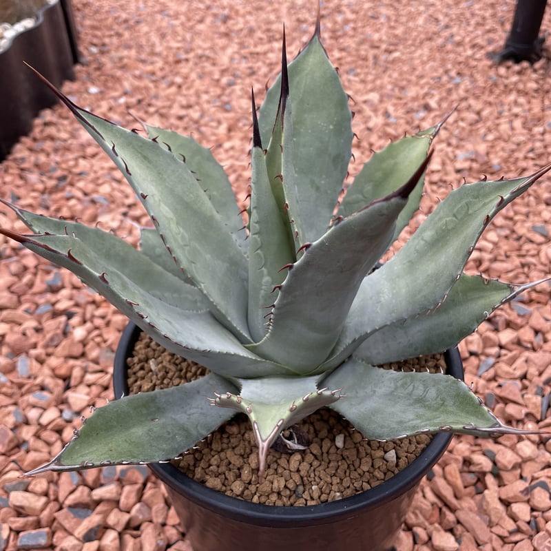 500☆限定ご奉仕☆透明水晶【500gブラジル産AAキラキラ天然水晶さざれ】