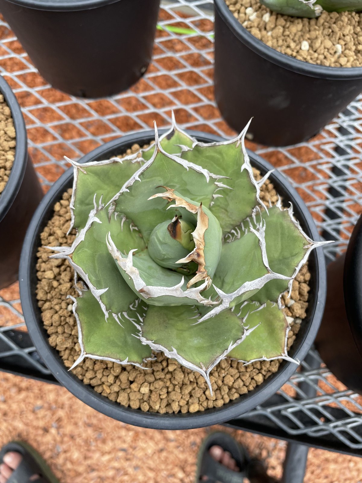 Agave titanota 'Fo-076' | Agave store Sankyo Agave titanota 'Fo-076' | Agave store Sankyo
