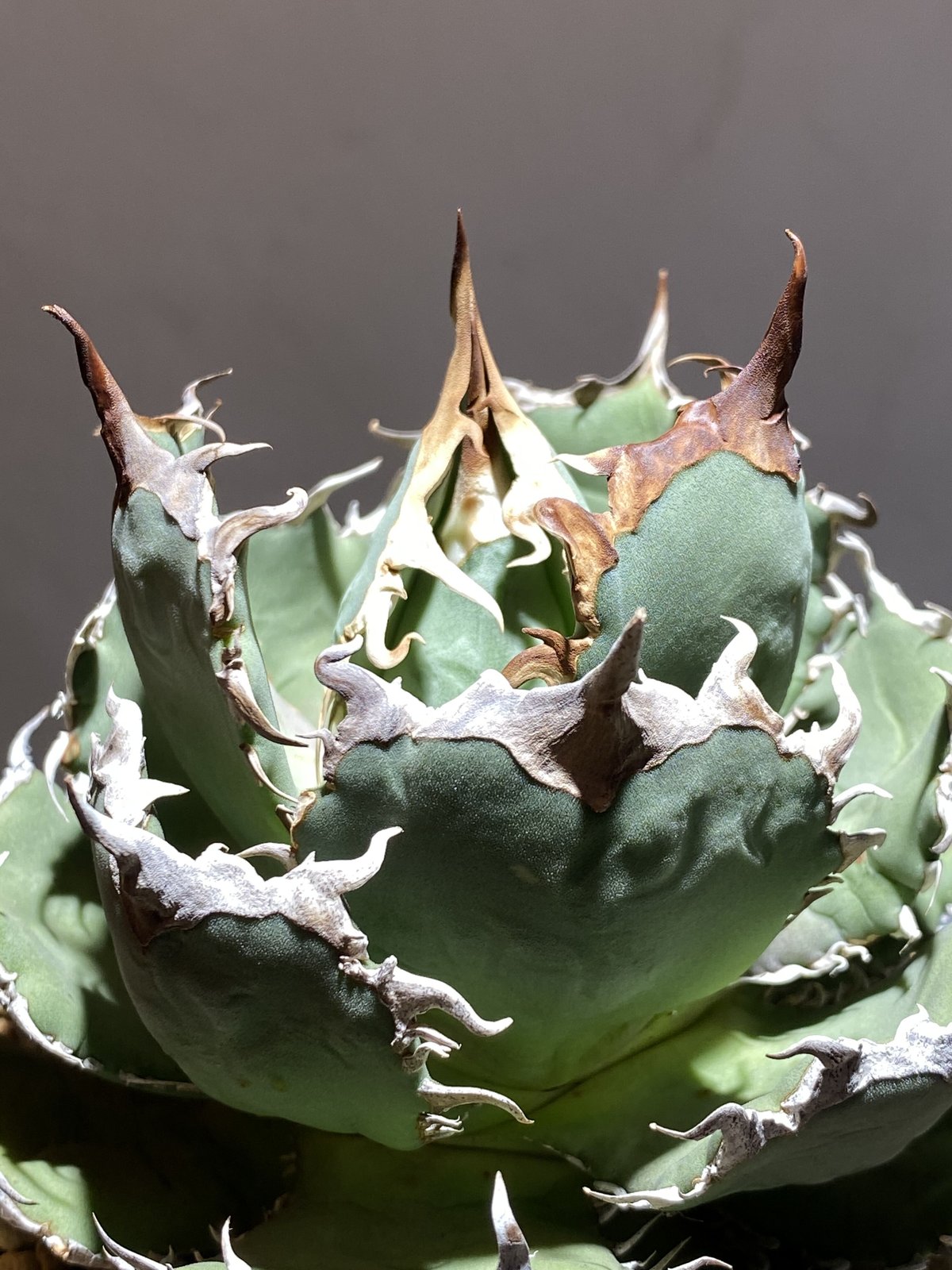 Agave titanota 'fo76' | Agave store Sankyo Agave titanota 'fo76' | Agave store Sankyo