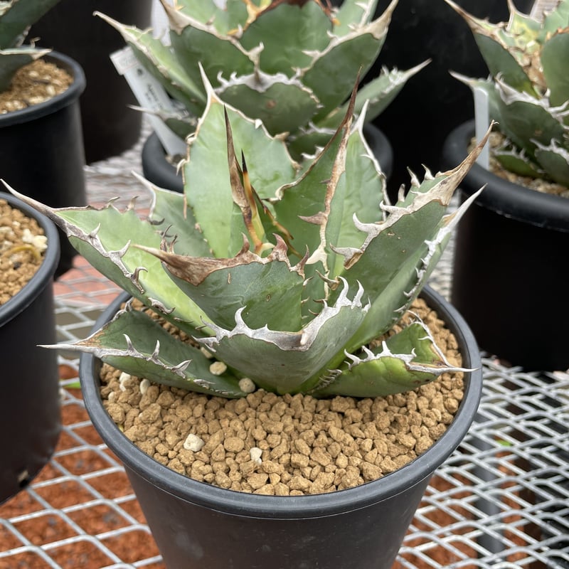 Agave titanite '強刺仁王冠' | Agave store Sankyo