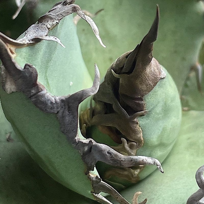 Agave titanota'sharksoui'(fo76Special) | Agave Agave titanota'sharksoui'(fo76Special) | Agave