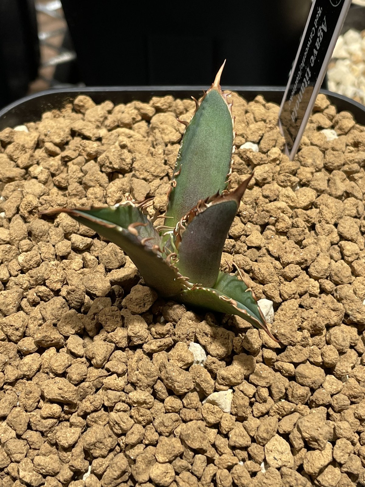 Agave titanota'Red Catweezle/ゴリ猫' | Agave store