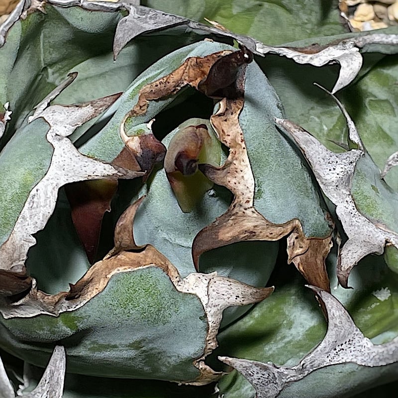 Agave titanota'Black&Blue' | Agave store Sankyo Agave titanota'Black&Blue' | Agave store Sankyo